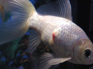 Goldfish Diseases Prevention Treatment Ifish Dri You will need to get a larger aquarium or find another home for the fish.